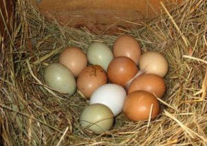 eggs